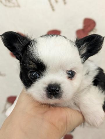 チワワ(ロングコート)