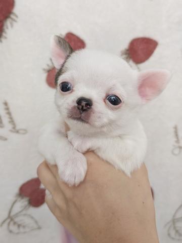 チワワ（スムースコート）