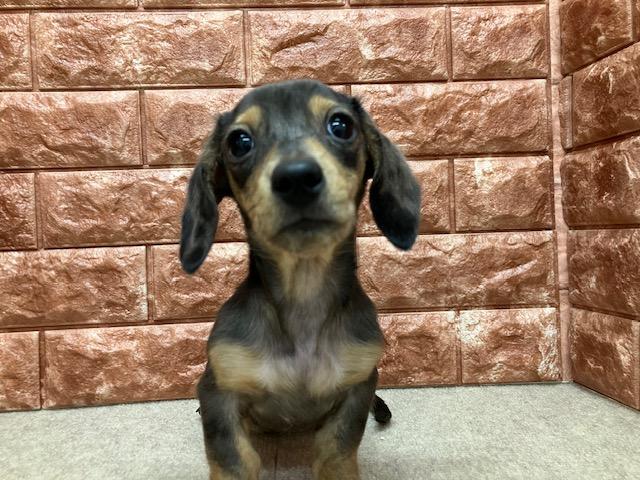 ミニチュアダックスフンド