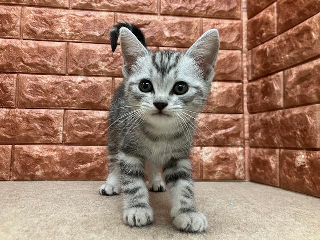 アメリカンショートヘアー