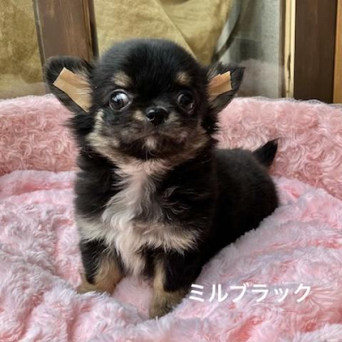 チワワ(ロングコート)