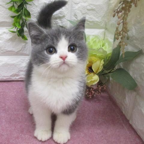 ブリティッシュショートヘア