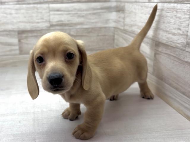 ミニチュアダックスフンド