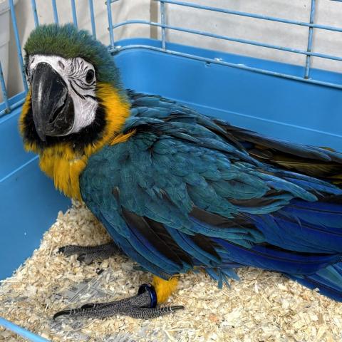 ルリコンゴウインコ　雛
