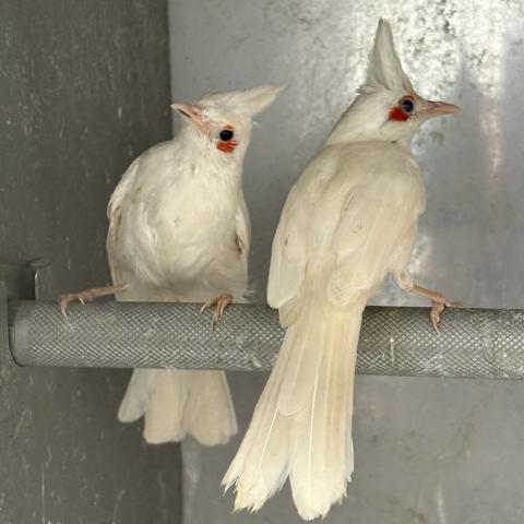 ホワイトヘッドコウラウン