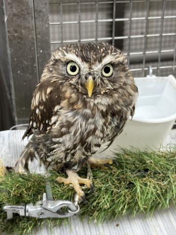 コキンメフクロウ