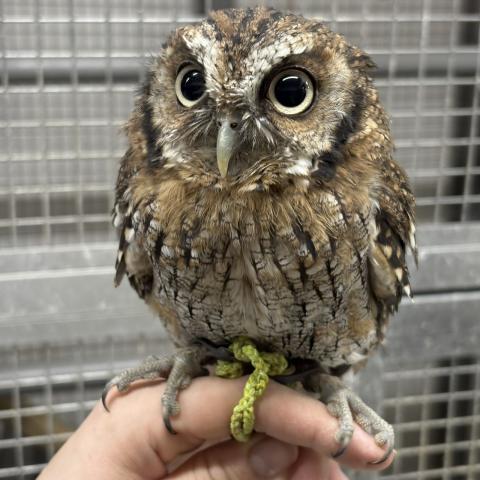 スピックスコノハズク