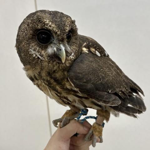 ナンベイヒナフクロウ