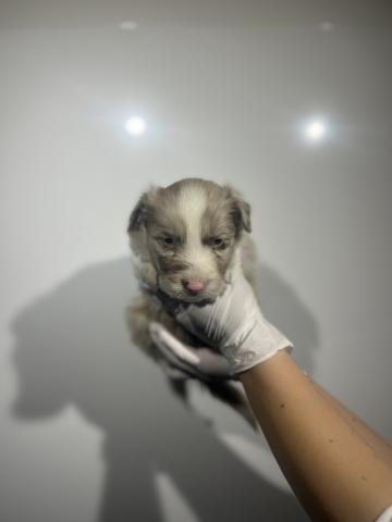 ボーダーコリー8944