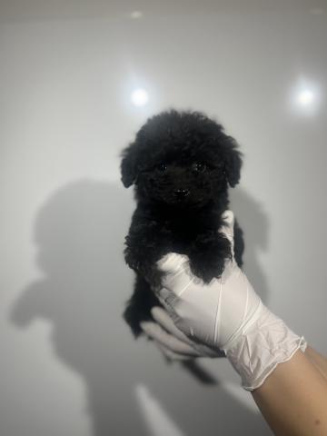 トイプードル6590