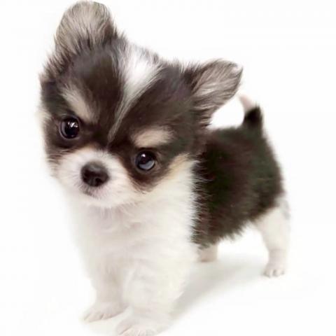 チワワ（スムースコート）