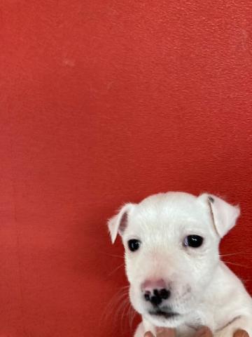 ジャックラッセルテリア