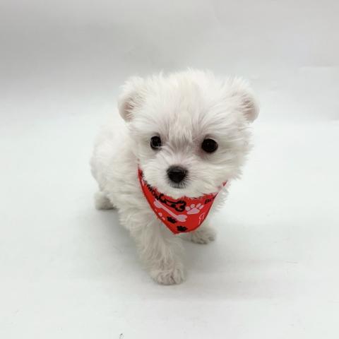 MIXチワワ×ビションフリーゼ