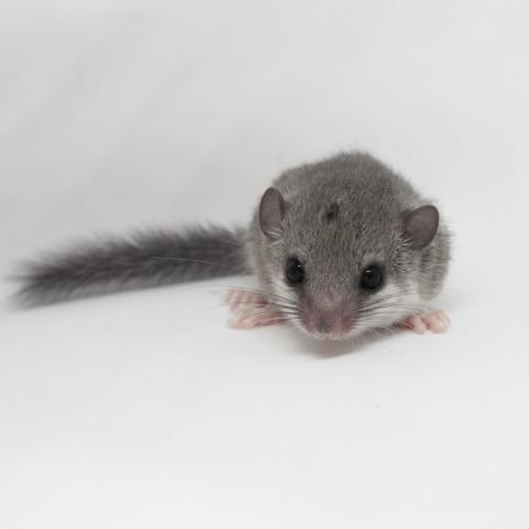 アフリカヤマネ（当店生まれ）