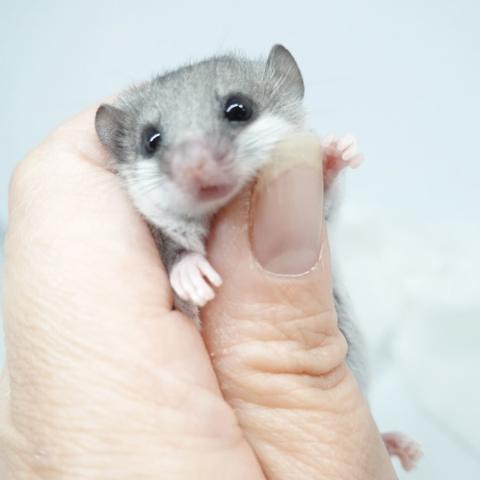 アフリカヤマネ（当店生まれ）