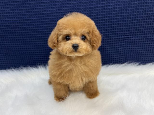 トイプードルティーカップ～タイニーサイズ予想