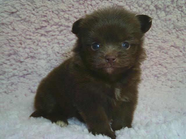 可愛い女の子です。