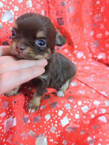 チワワ（ロングコート）