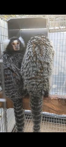 コモンマーモセットペア