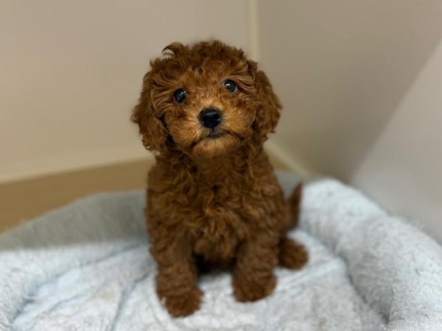 トイプードル