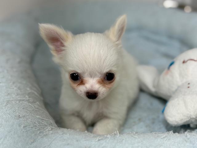 チワワ(ロングコート)