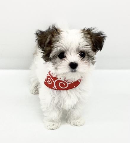 MIXチワワ×マルチーズ