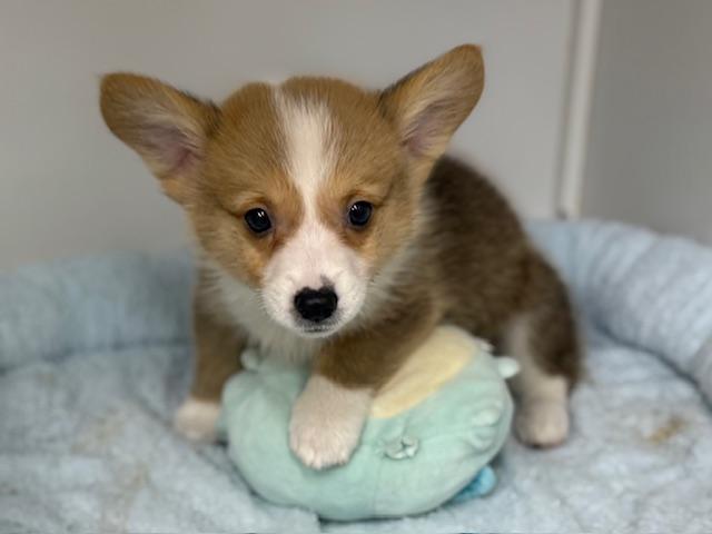 ウェルシュコーギーペンブローク