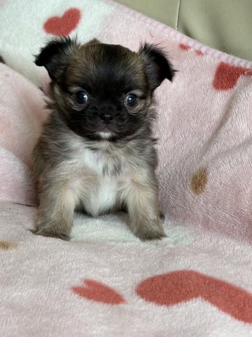 チワワ(ロングコート)