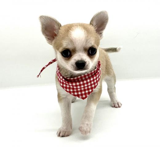 チワワ（スムースコート）