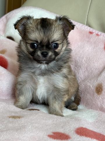 チワワ(ロングコート)