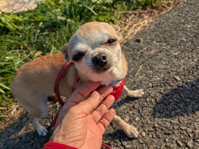 チワワ（スムースコート）