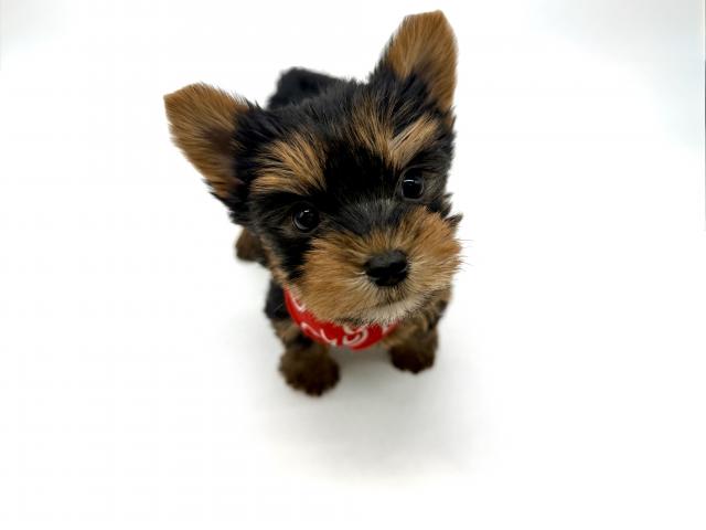 ヨークシャーテリア