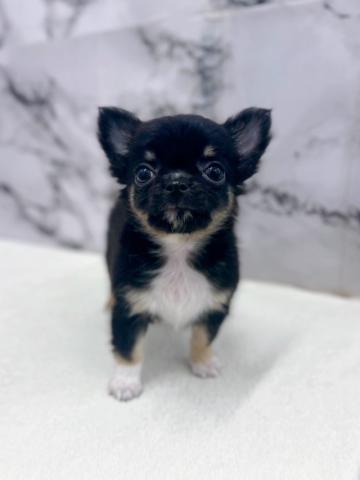 チワワ(ロングコート)【12/18お写真、動画更新!】ちいさな体の人懐っこいロングチワワ!