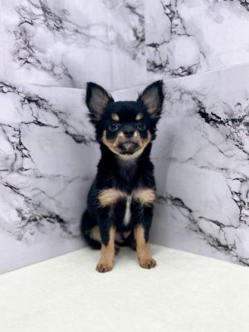 チワワ（ロングコート）【12/18お写真、動画更新！】眉毛のタンカラーがかわいい男の子