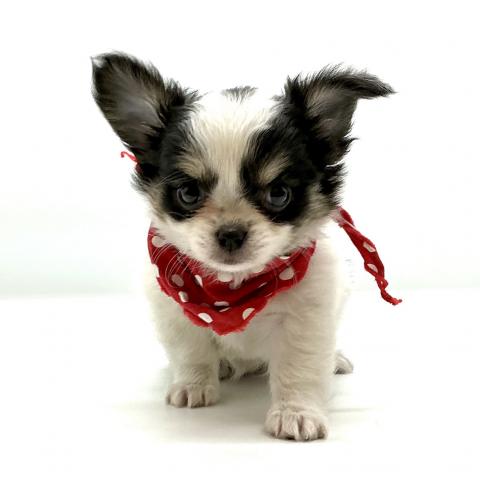 チワワ（ロングコート）