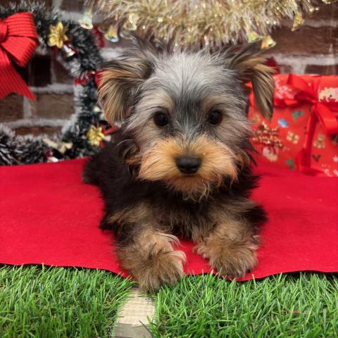 ヨークシャーテリア