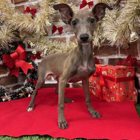 イタリアングレーハウンド