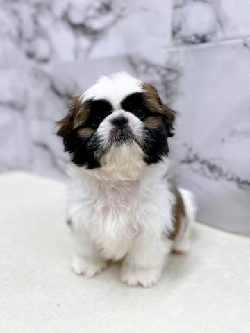 シーズー【12/18お写真、動画更新！】やわらかな顔のシーズー