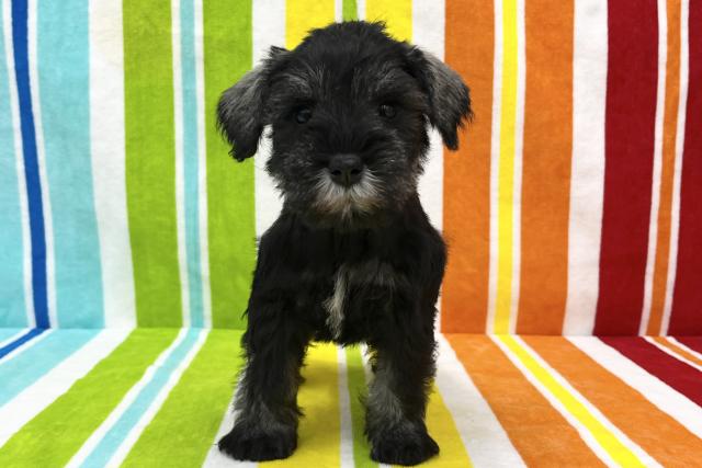 ミニチュアシュナウザー