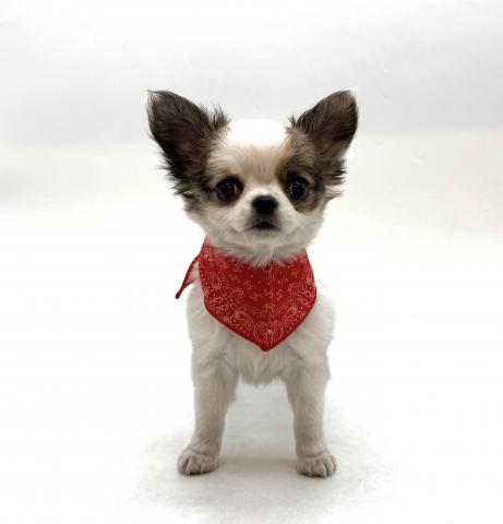 チワワ(ロングコート)