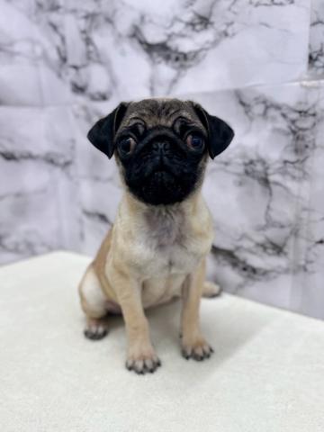 パグ【12/18お写真、動画更新!】鼻ぺちゃ代表!ムチムチ体型がたまらない♡