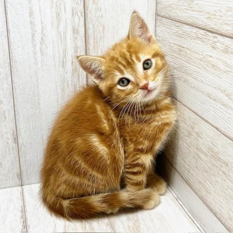 アメリカンショートヘアー