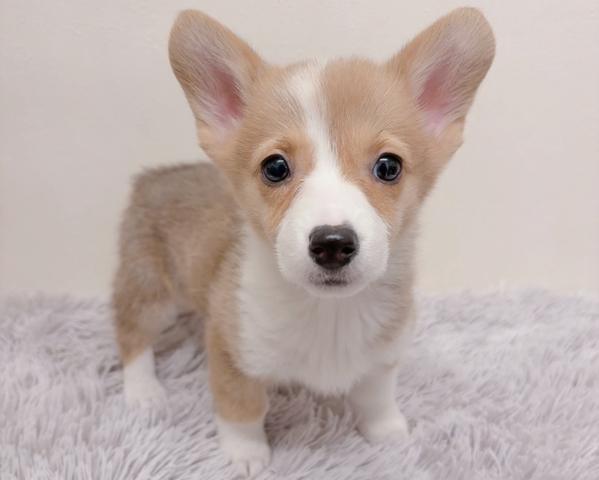 ウェルシュコーギーペンブローク