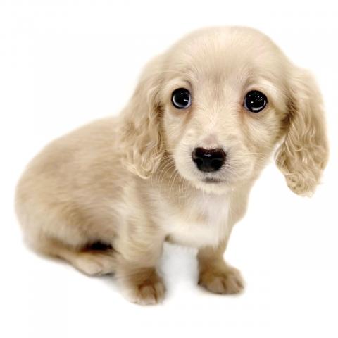 ミニチュアダックスフンド