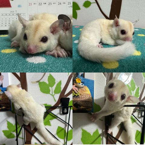 ルビープラチナ　男の子