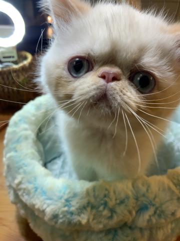 エキゾチックショートヘアー