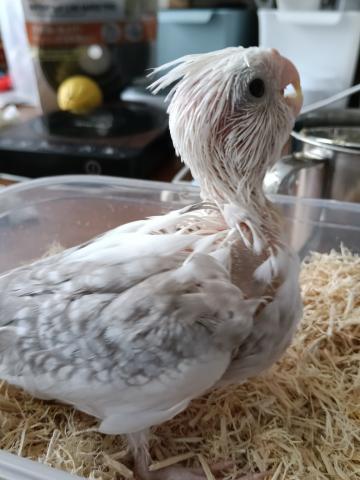 オカメインコ/ホワイトフェイスシナモンパールパイド