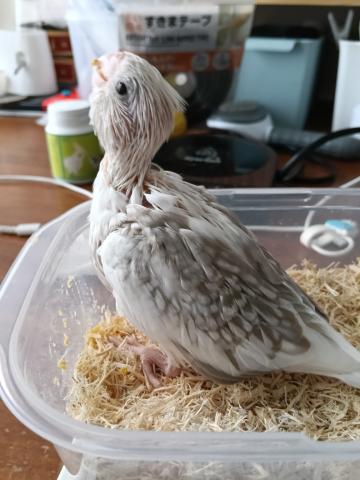 オカメインコ/ホワイトでフェイスシナモンパールパイド