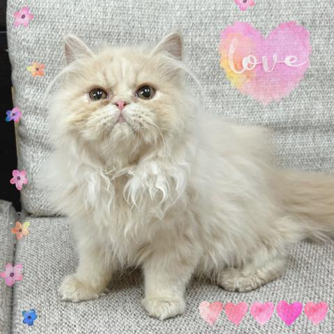 エキゾチックショートヘアー