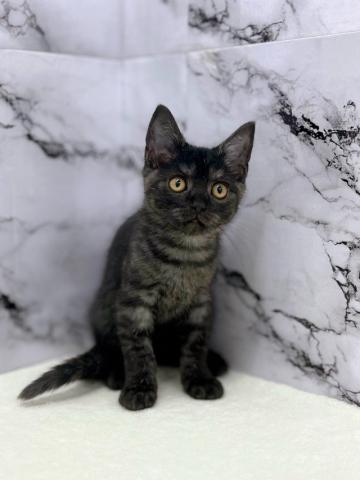 スコティッシュフォールド【12/18お写真、動画更新！】動くものが大好きなスコの男の子